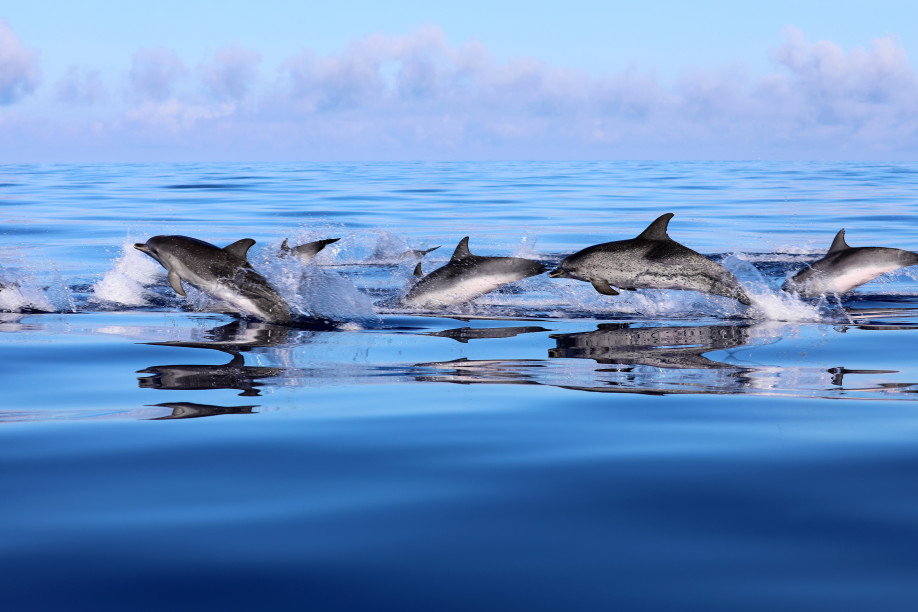Delfinbeobachtung Delfinbeobachtung