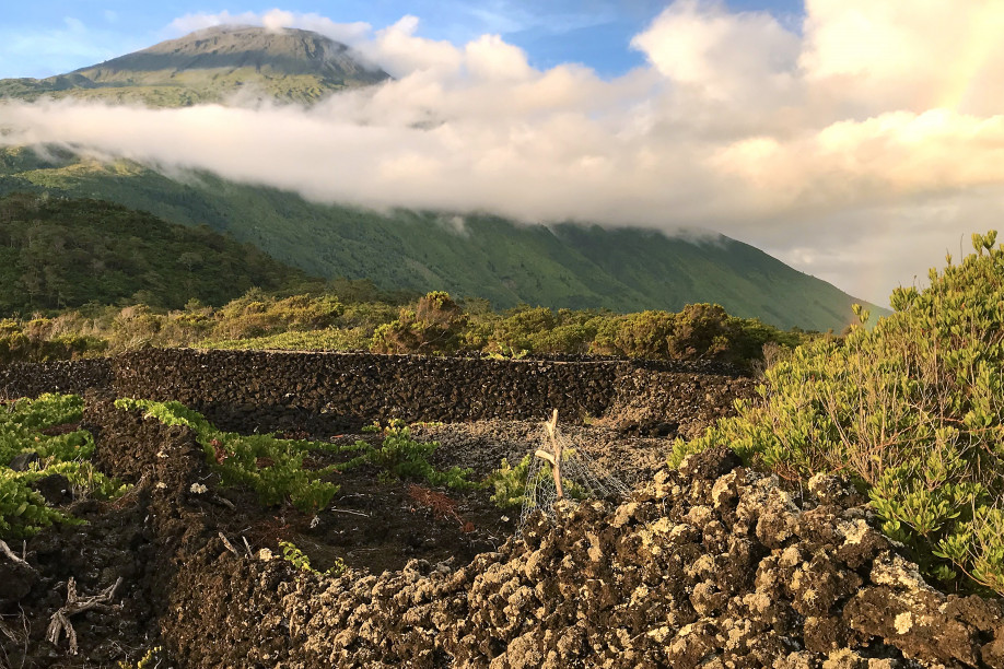 Die traditionellen Weinfelder Picos Die traditionellen Weinfelder Picos